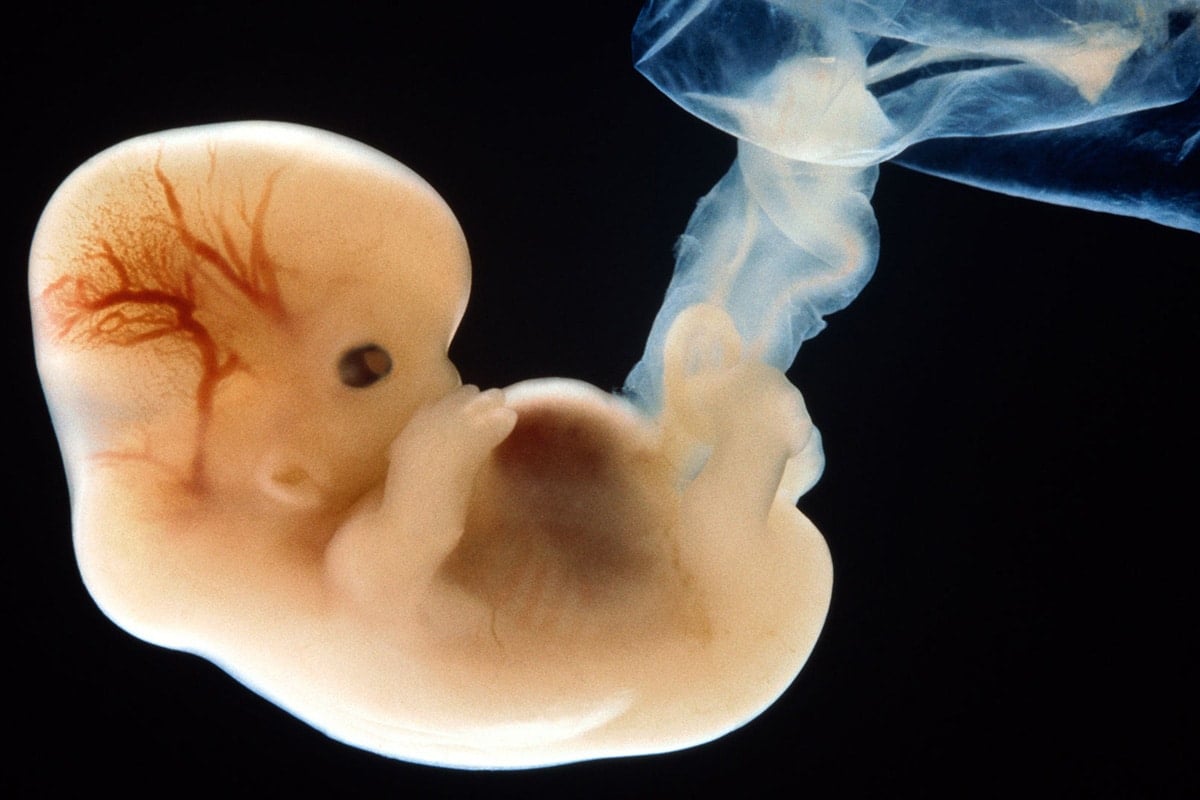 Mois par mois Le deuxième mois de grossesse OK Bébé