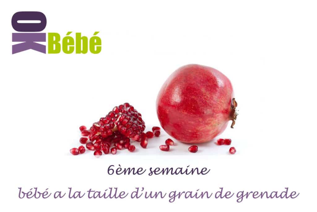 Ma 6ème semaine de grossesse sixième semaine OK Bébé